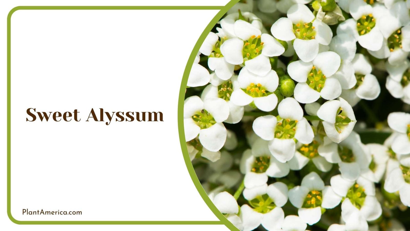 Lovely White Sweet Alyssum Bloom Plant America Lovely White Sweet Alyssum Bloom Plant America
