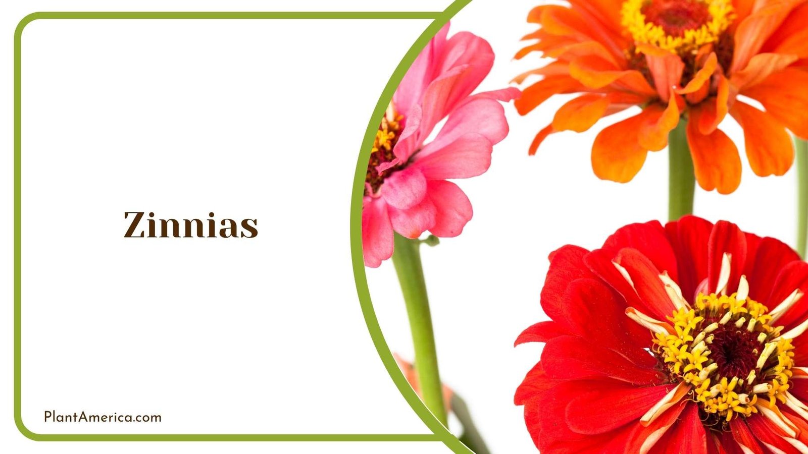 Lovely Zinnias Plant America