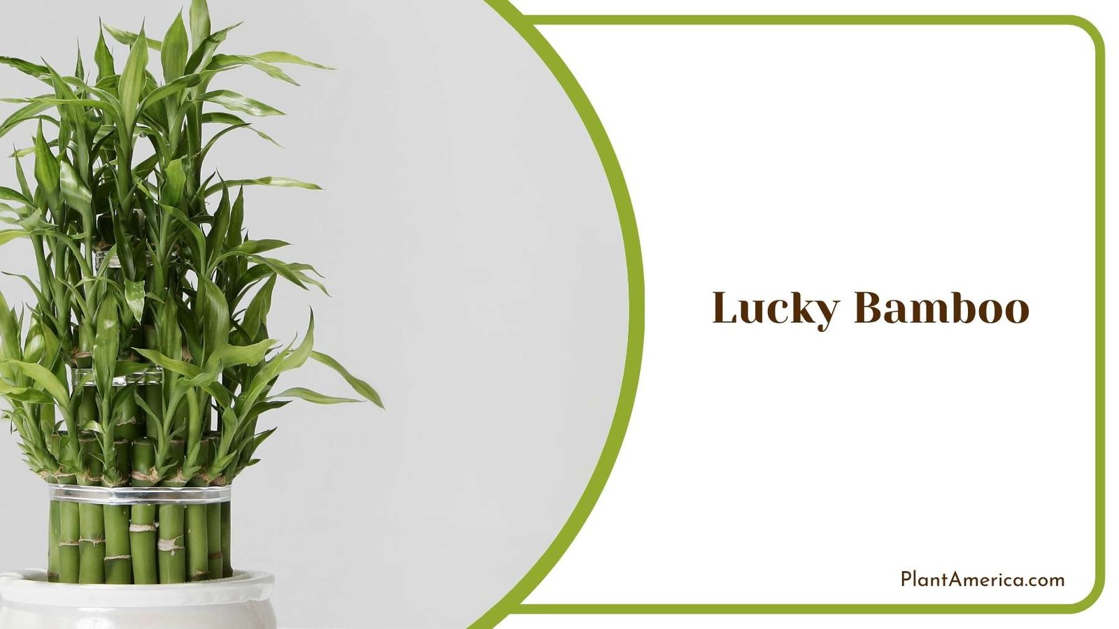 Lucky Bamboo In a Image Plant America