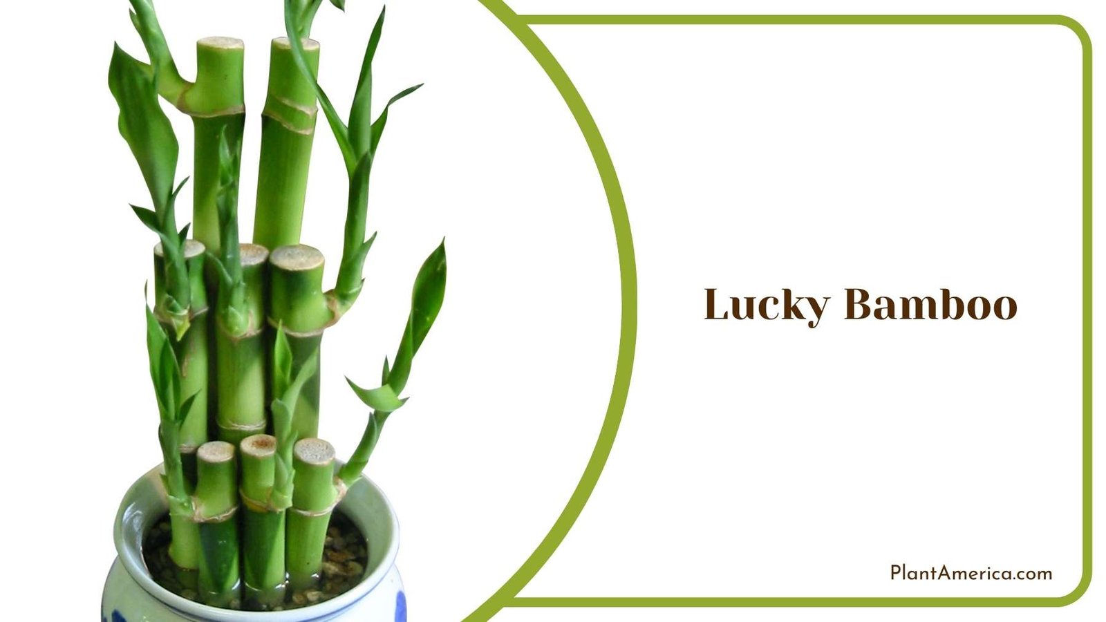 Lucky Bamboo Plant America Lucky Bamboo Plant America
