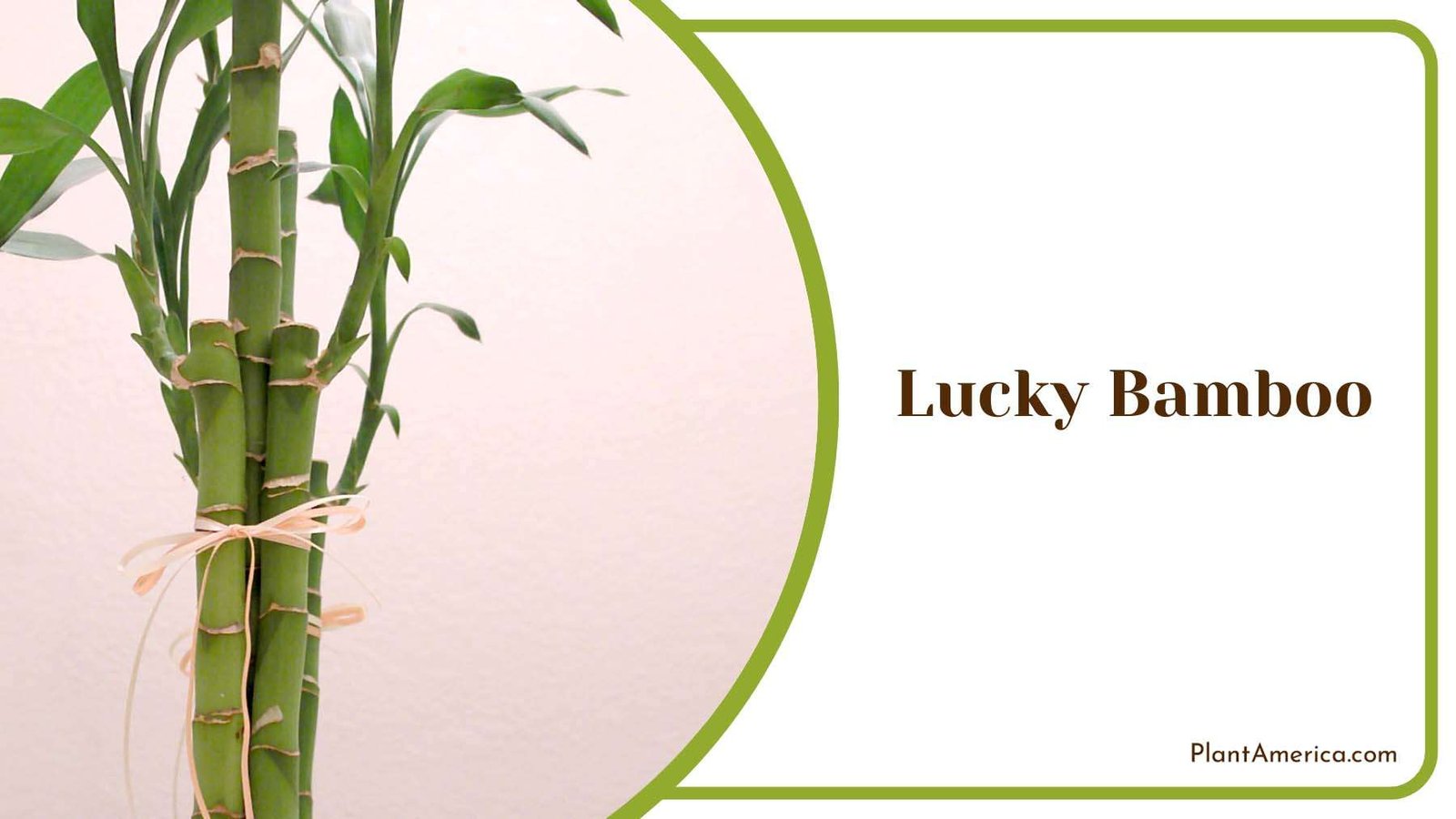 Lucky Bamboo Positive Vibes Plant America