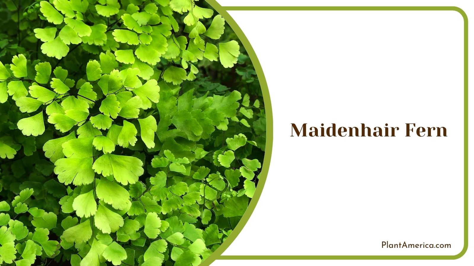 Lucky Maidenhair Fern In a Image Plant America