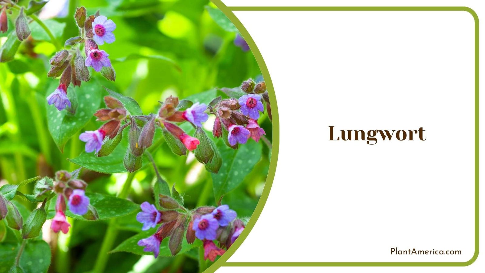 Lungwort Plant In a Shot Plant America