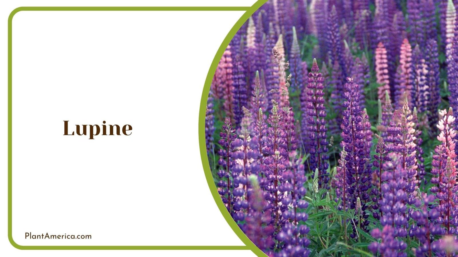 Lupine Plant With Purple Blooms Plant America