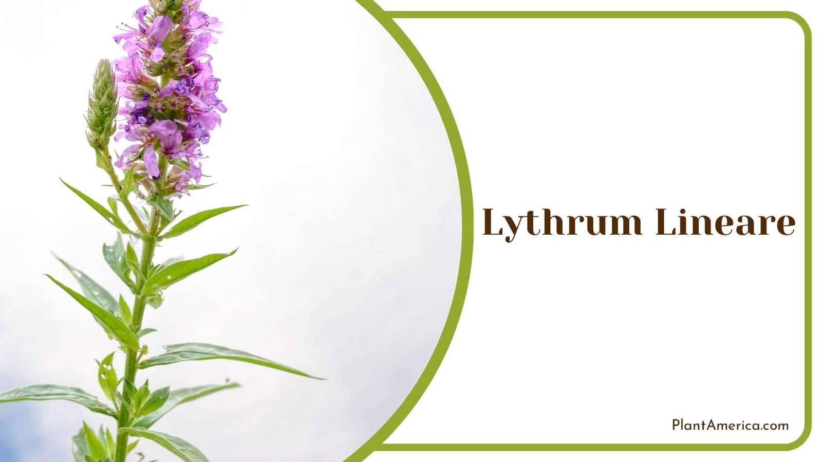 Lythrum Lineare Bloomsv Plant America