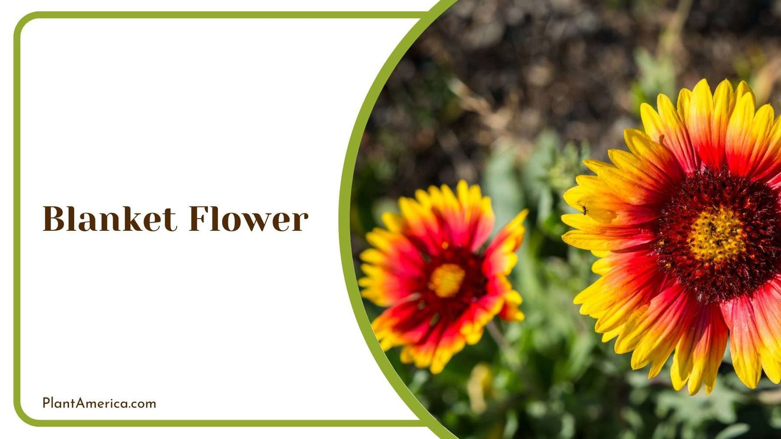 Magnificent Blanket Flower Plant America Magnificent Blanket Flower Plant America
