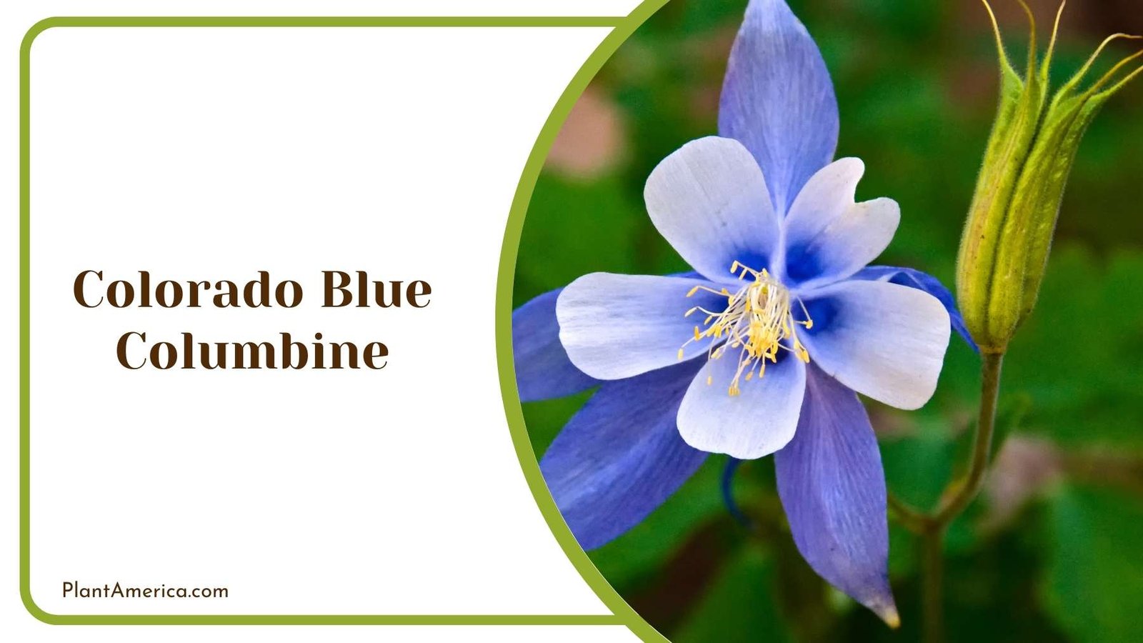 Magnificent Colorado Blue Columbine Plant America