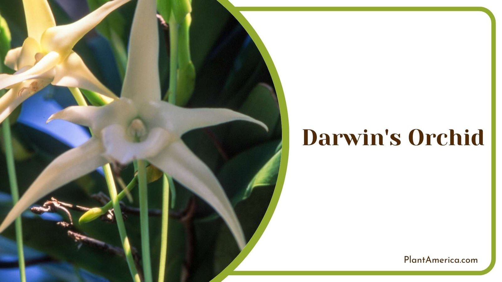 Magnificent Darwin s Orchid Plant America