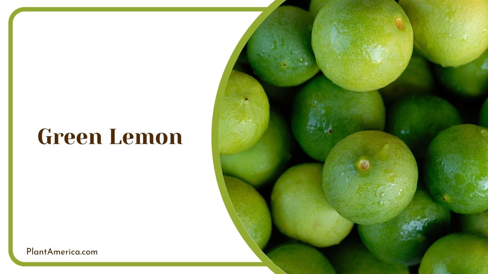 Magnificent Green Lemon Plant America