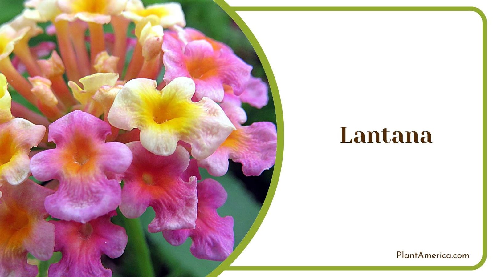 Magnificent Lantana Flower Plant America