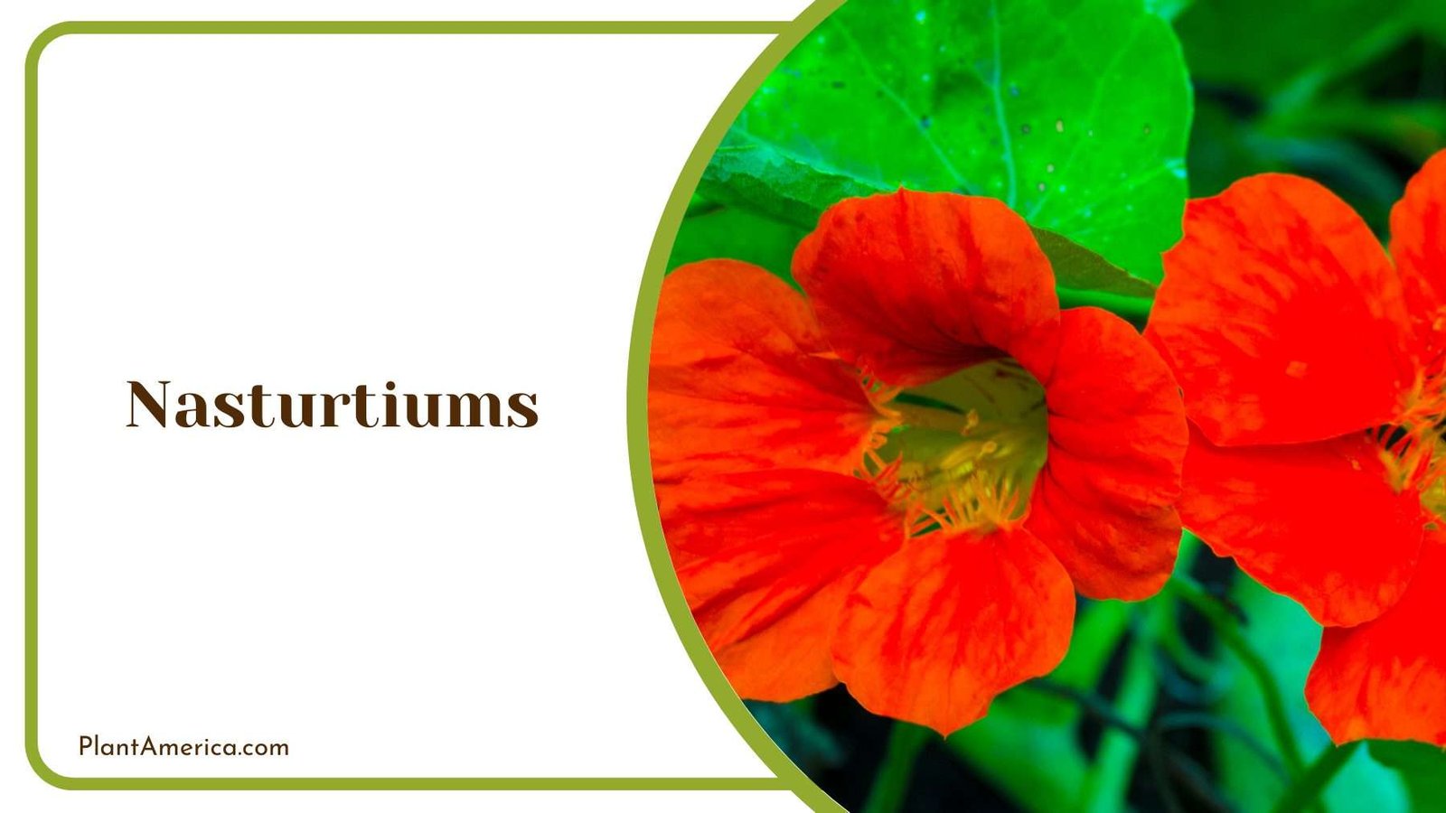 Magnificent Nasturtiums Plant America