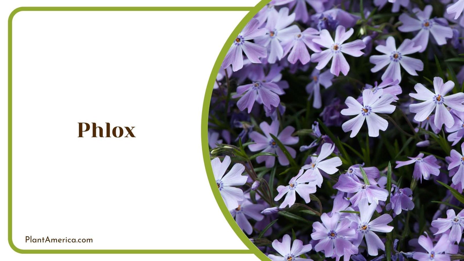 Magnificent Phlox In Garden Plant America