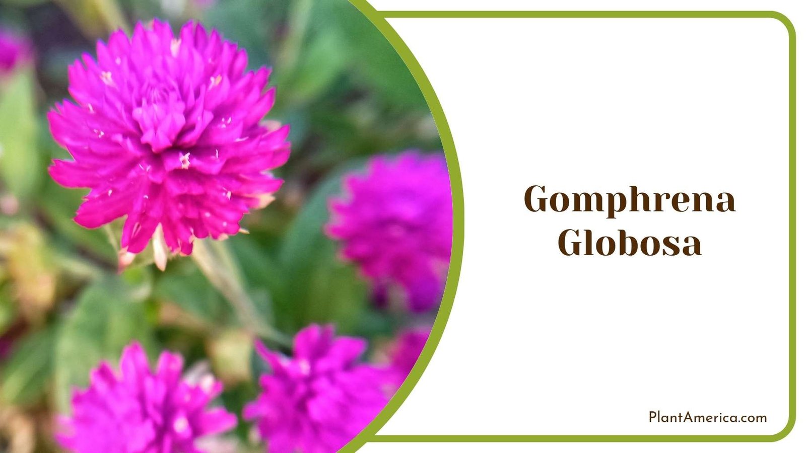 Magnificent Pink Gomphrena Globosa Bloom Plant America Magnificent Pink Gomphrena Globosa Bloom Plant America