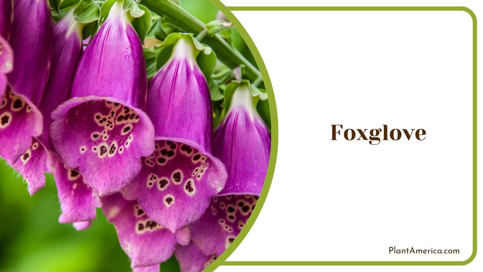 Magnificent Purple Foxglove Plant America