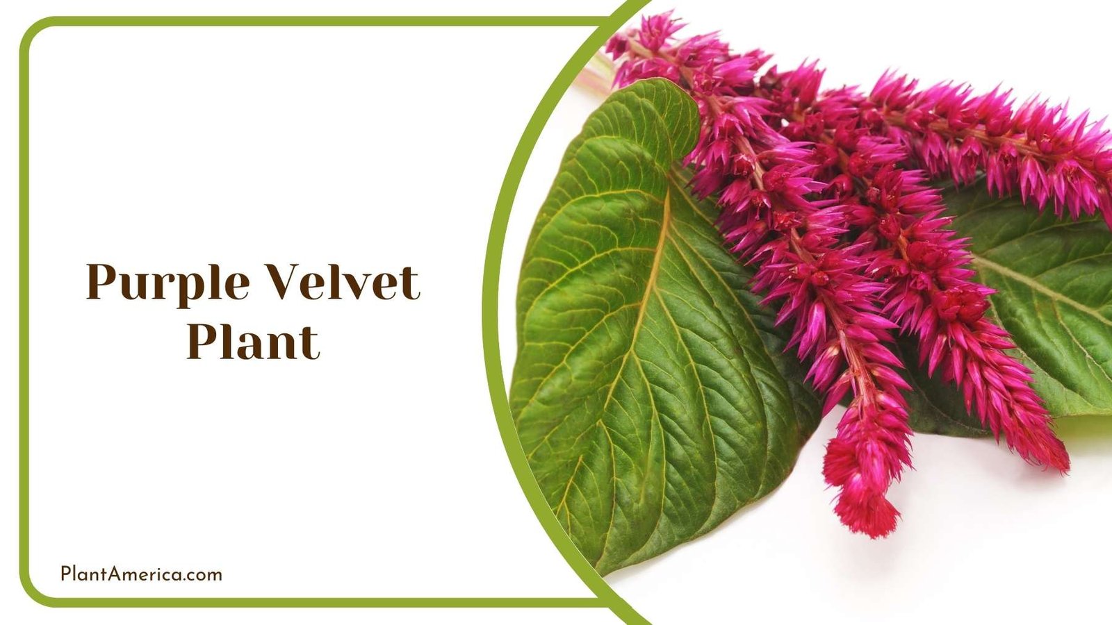Magnificent Purple Velvet Plant On a White Background Plant America Magnificent Purple Velvet Plant On a White Background Plant America