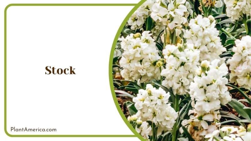 Magnificent Stock Flower Plant America Magnificent Stock Flower Plant America