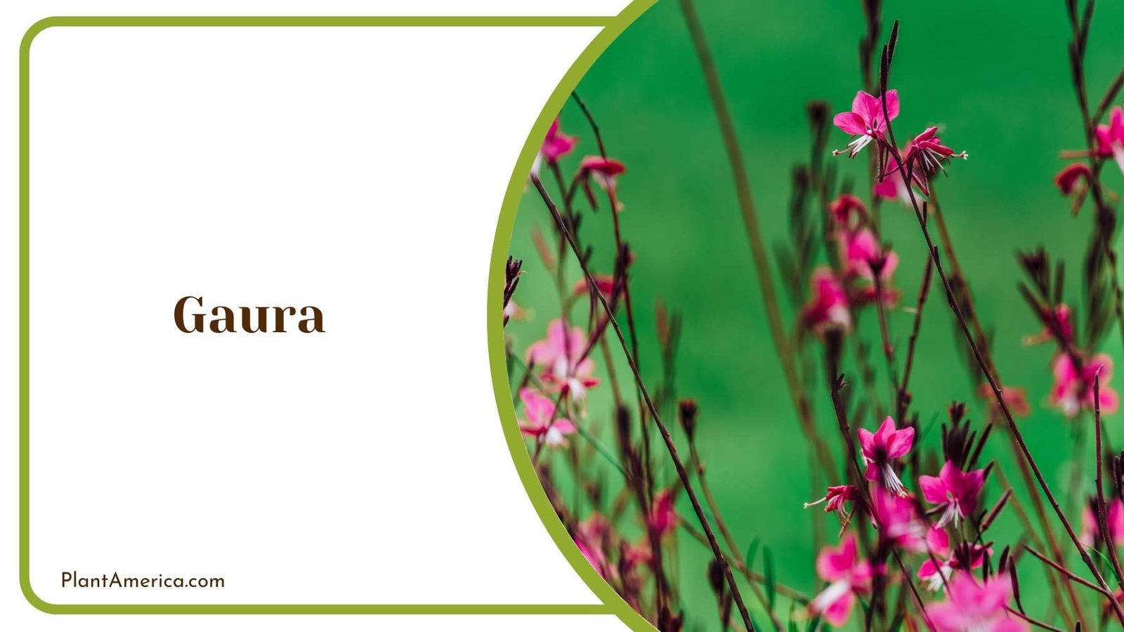 Magnificent Tiny Gaura Plant America