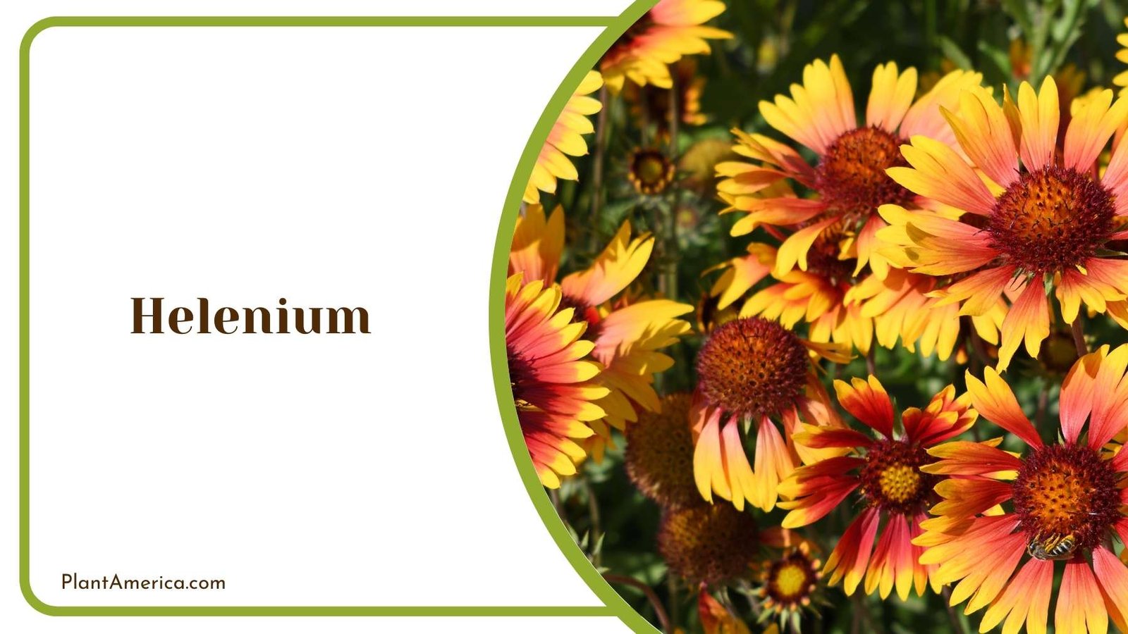 Magnificent Tiny Helenium Plant America