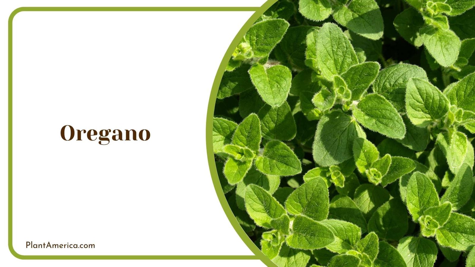 Magnificent Tiny Oregano Plant America