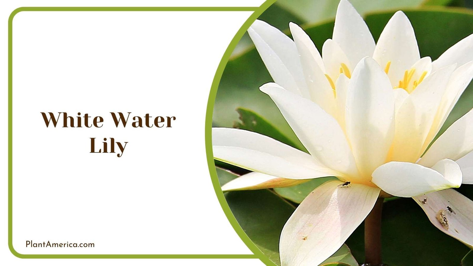 Magnificent White Water Lily In Garden Plant America