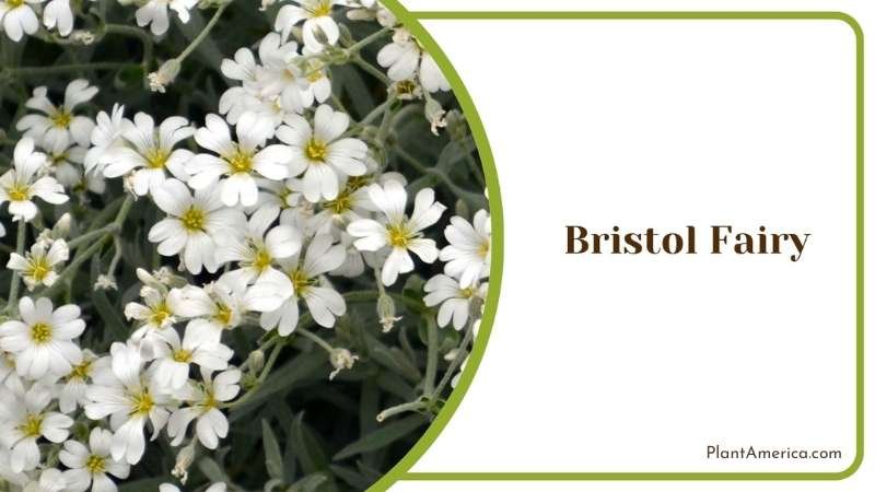 Maintaining Bristol Fairy Plant America