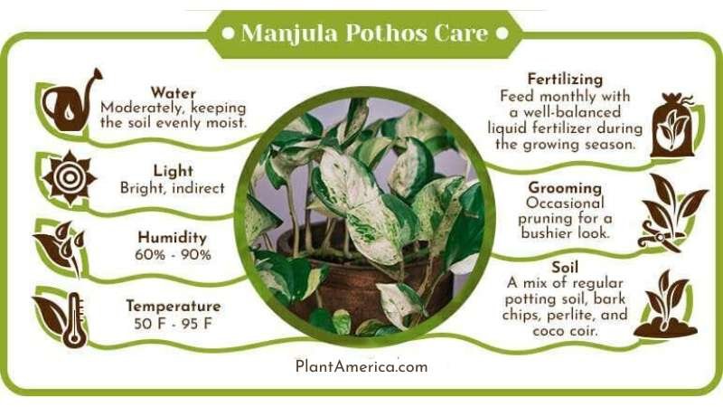 Manjula Pothos Care infographic Plant America Manjula Pothos: Care Tips for the Most Stunning Pothos Cultivar