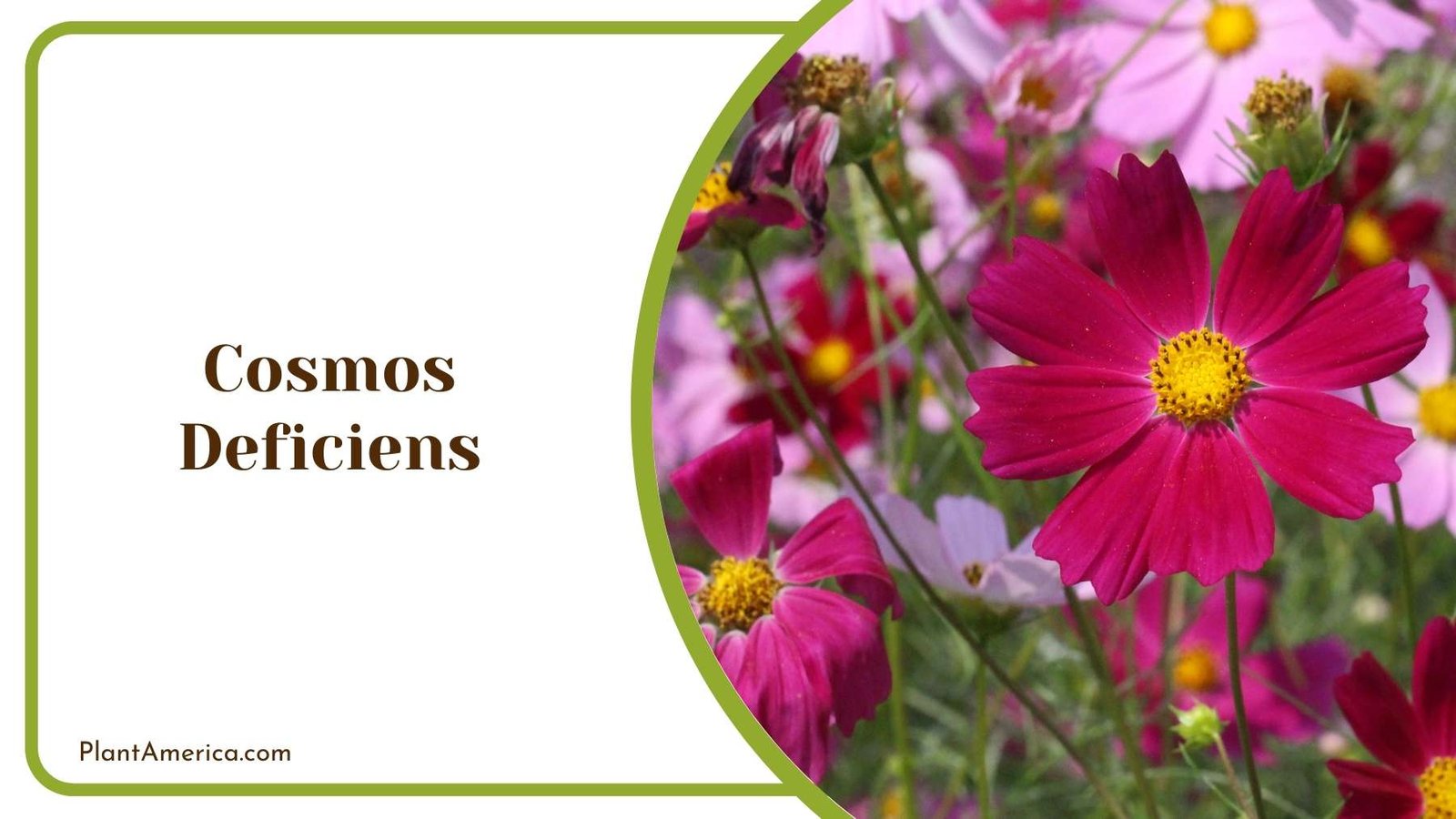 Many Cosmos Deficiens In a Land Plant America Many Cosmos Deficiens In a Land Plant America