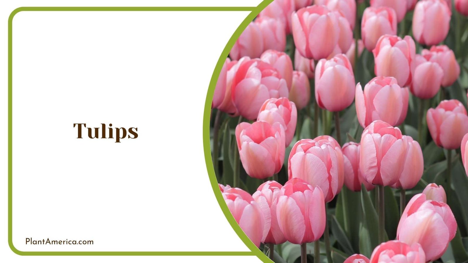 Many Tulips In a Land Plant America