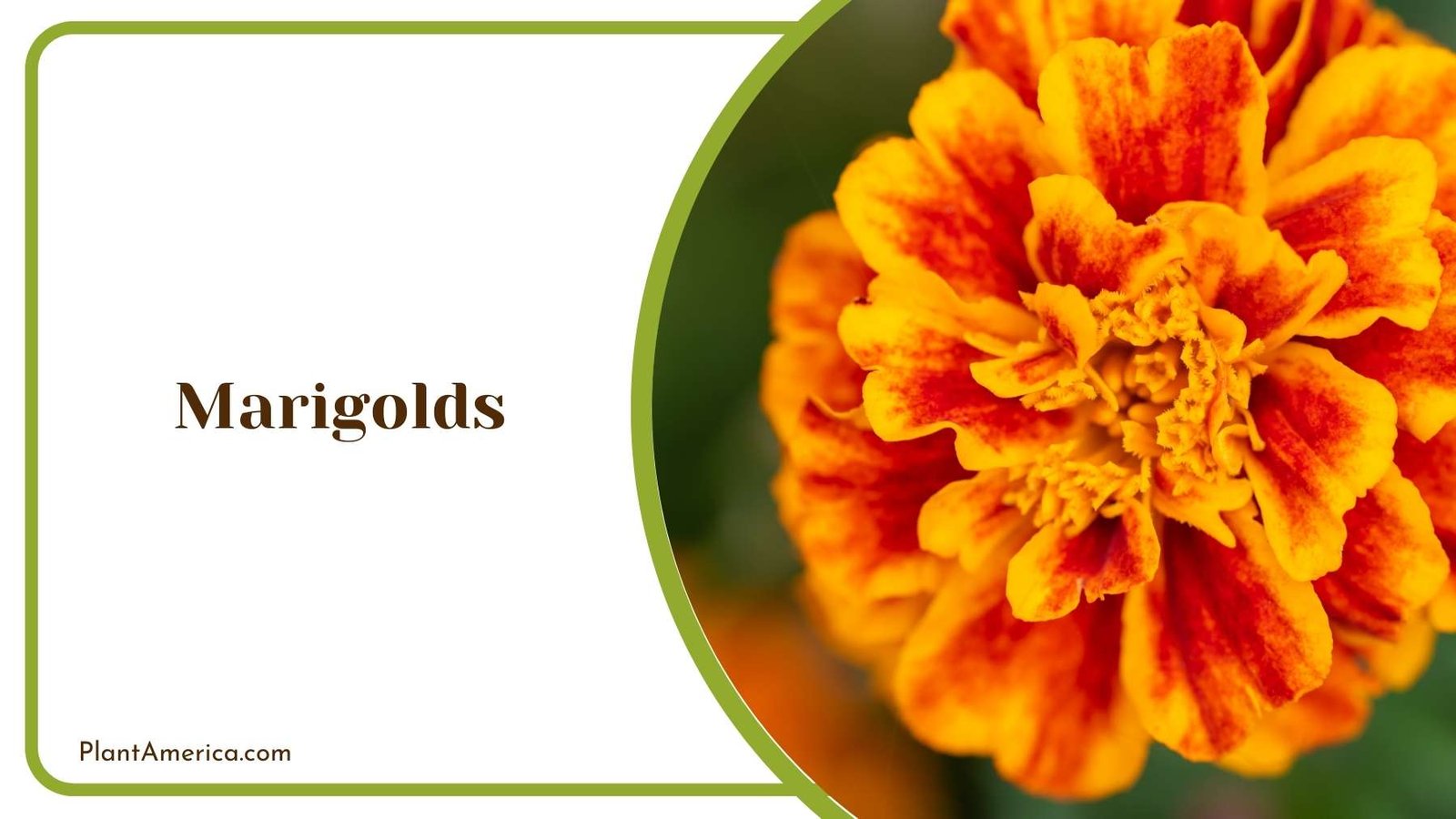 Marigolds Close Up Plant America