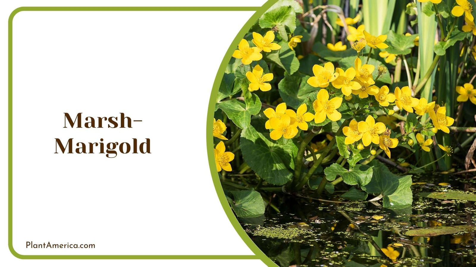 Marsh Marigold Plant America