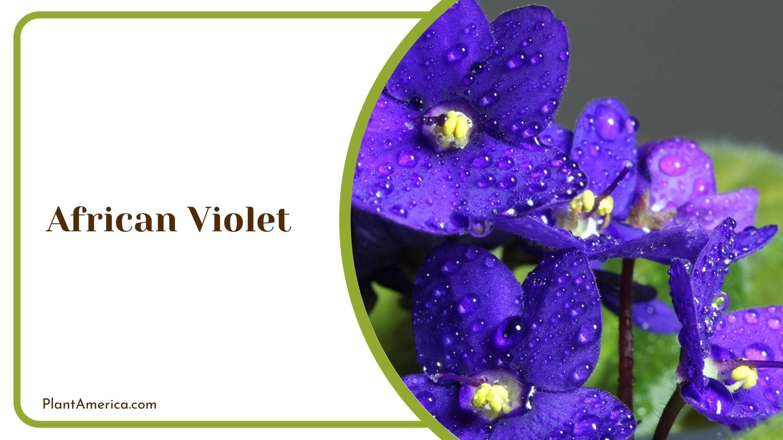 Marvelous African Violet Plant Plant America Marvelous African Violet Plant Plant America