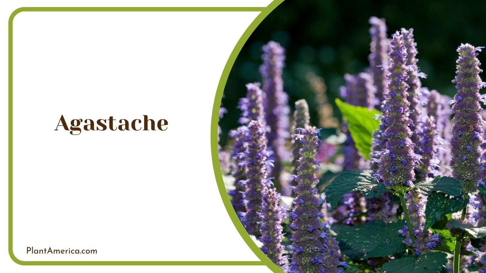 Marvelous Agastache Bloom Plant America