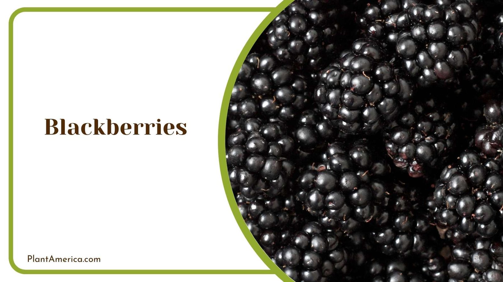 Marvelous Blackberries Fruit Plant America