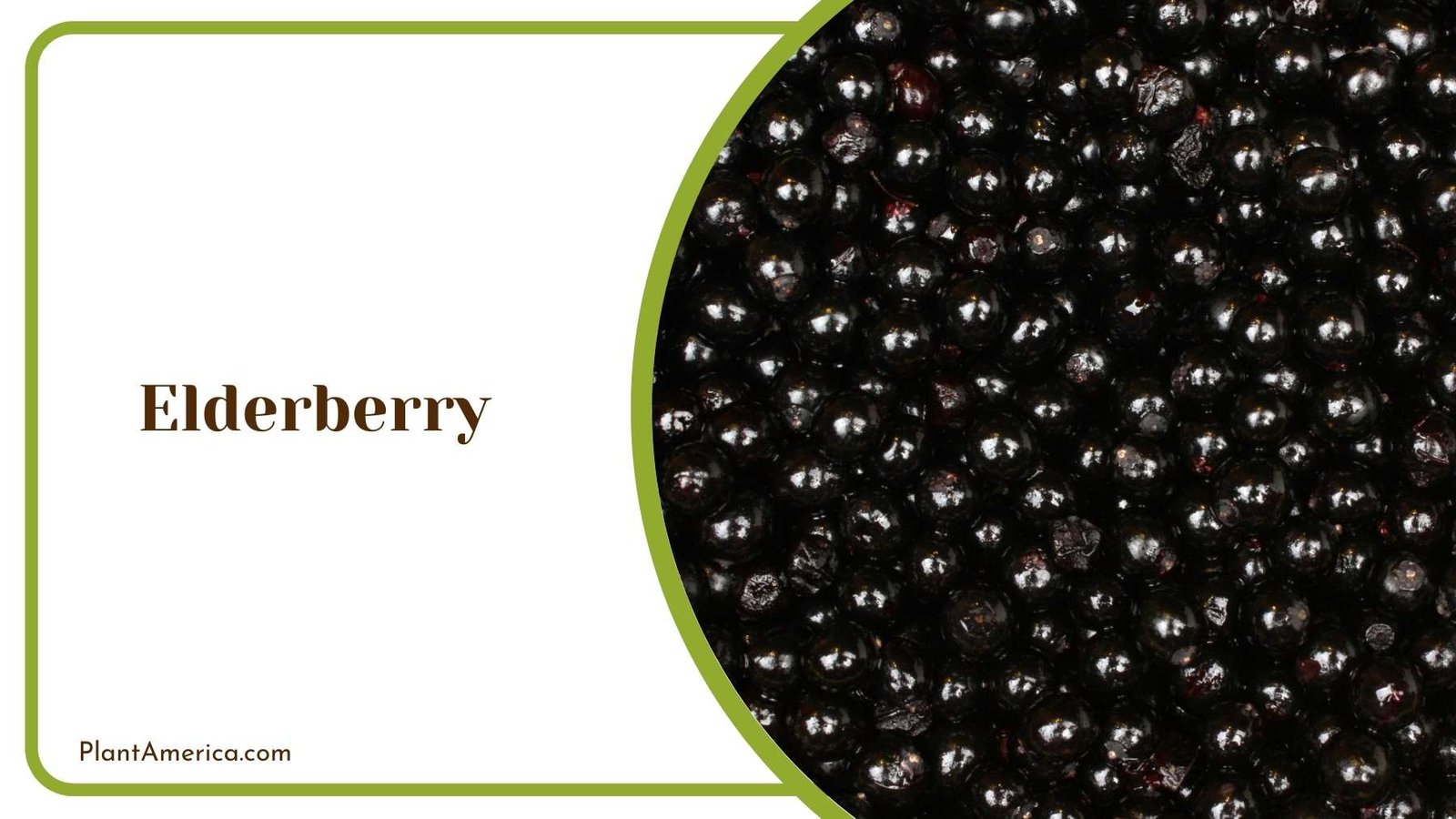 Marvelous Elderberry Plant America