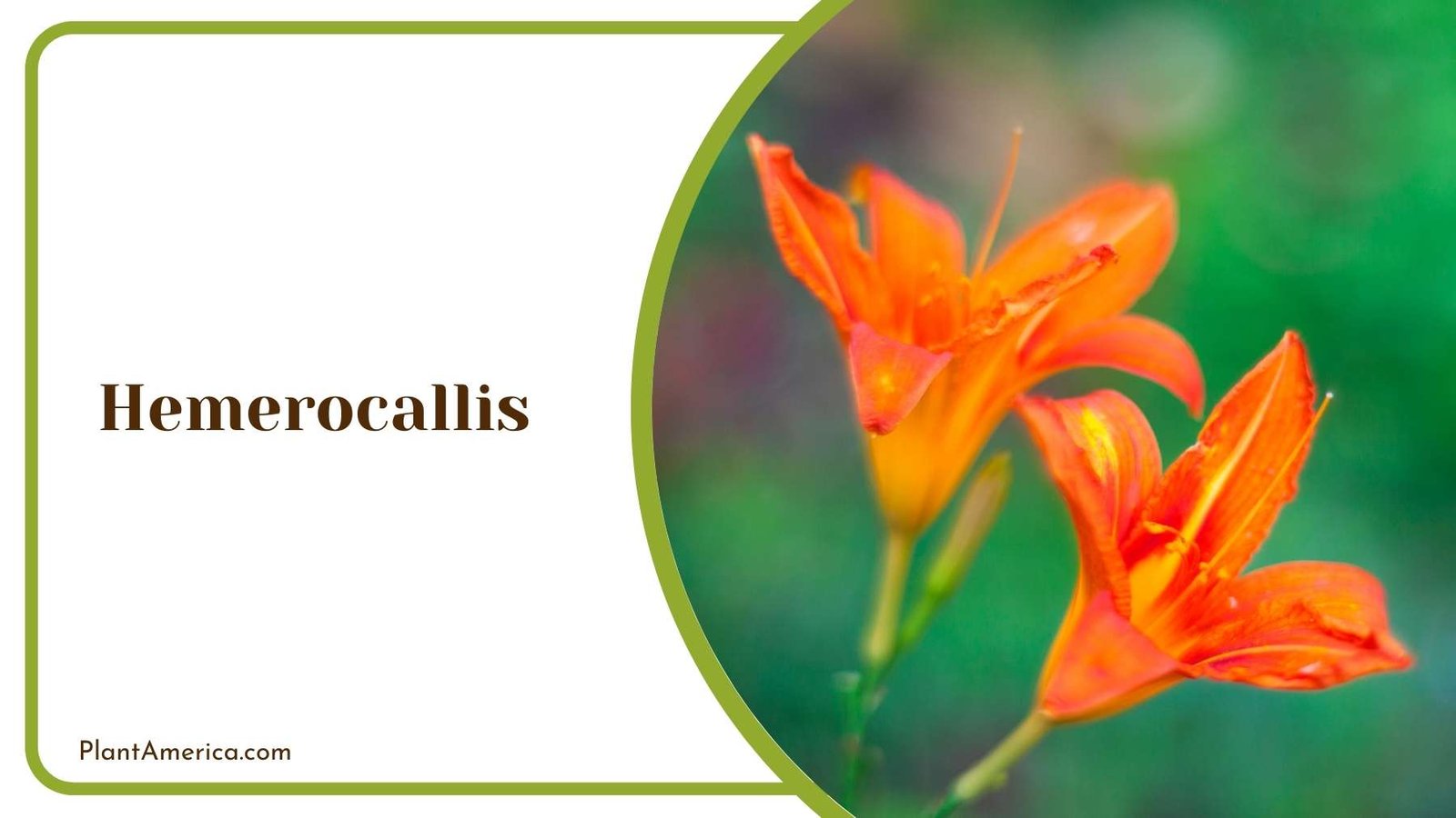 Marvelous Hemerocallis Plant America