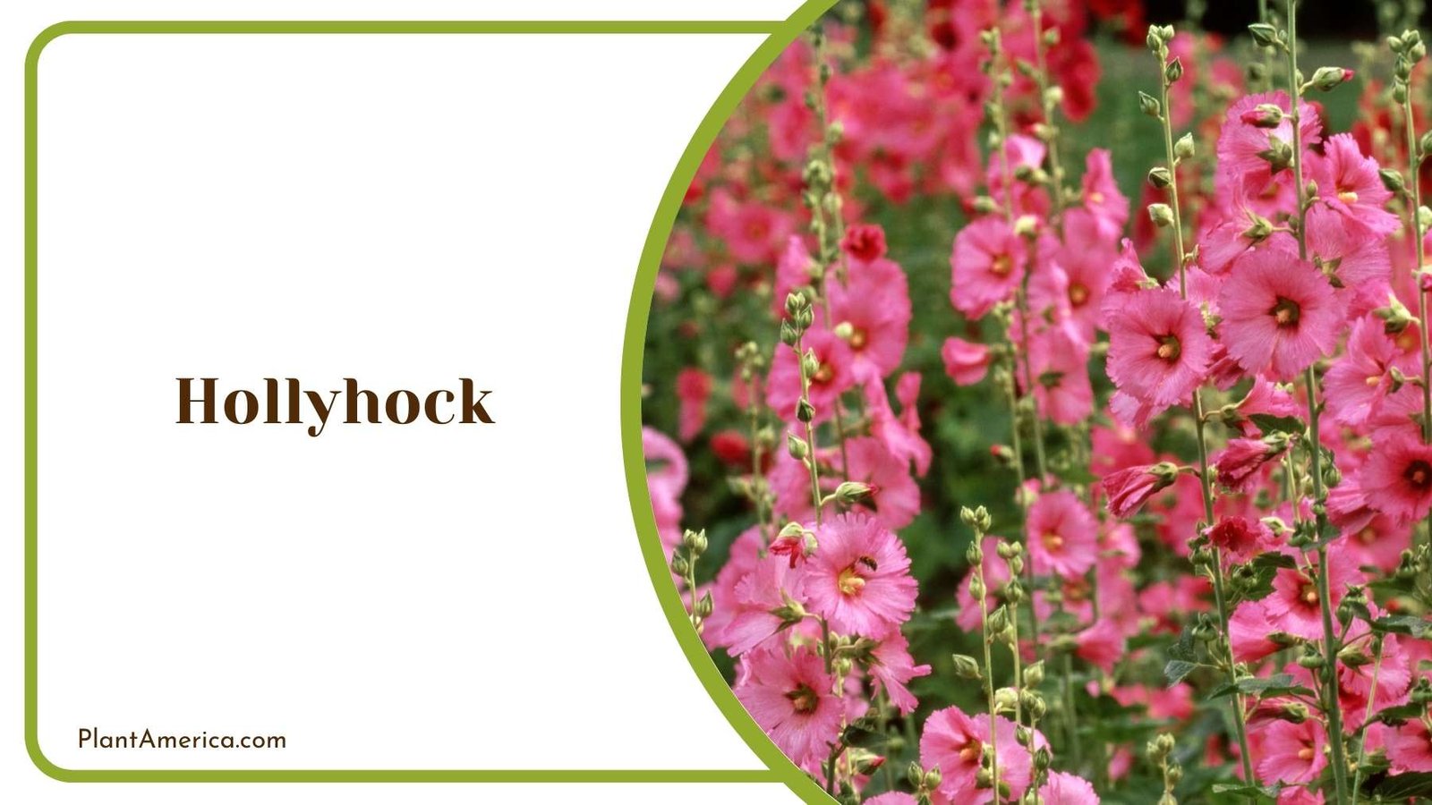 Marvelous Hollyhock Bloom Plant America