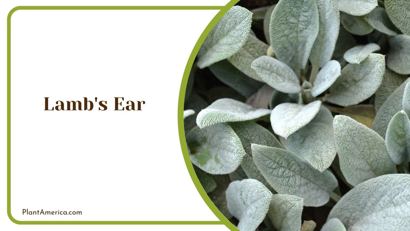 Marvelous Lamb s Ear Plant Plant America