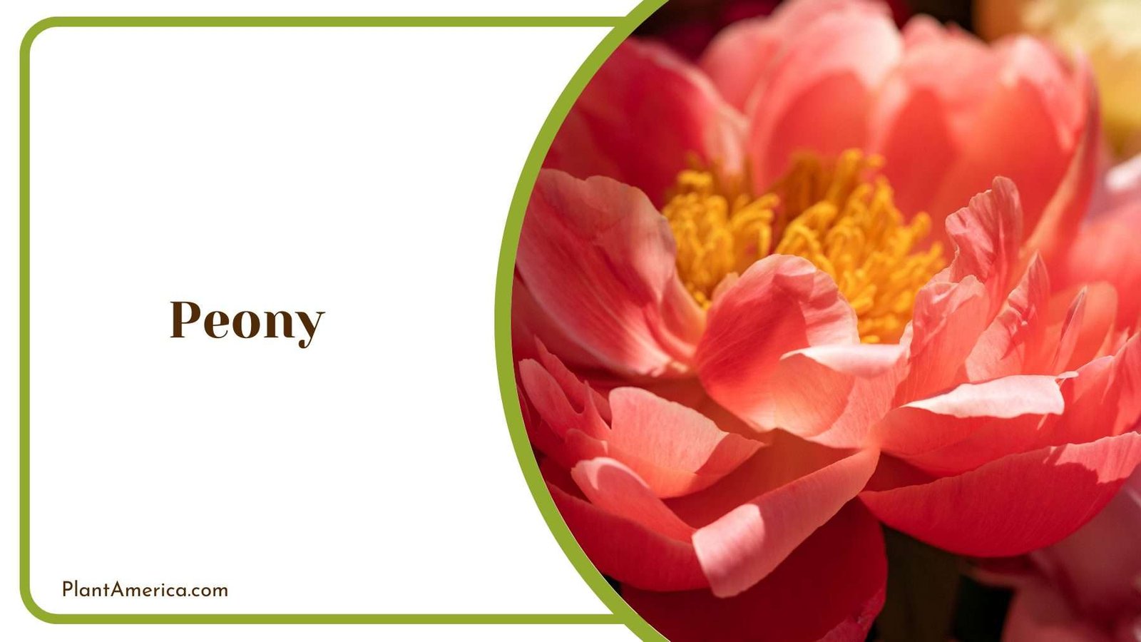 Marvelous Peony Plant America