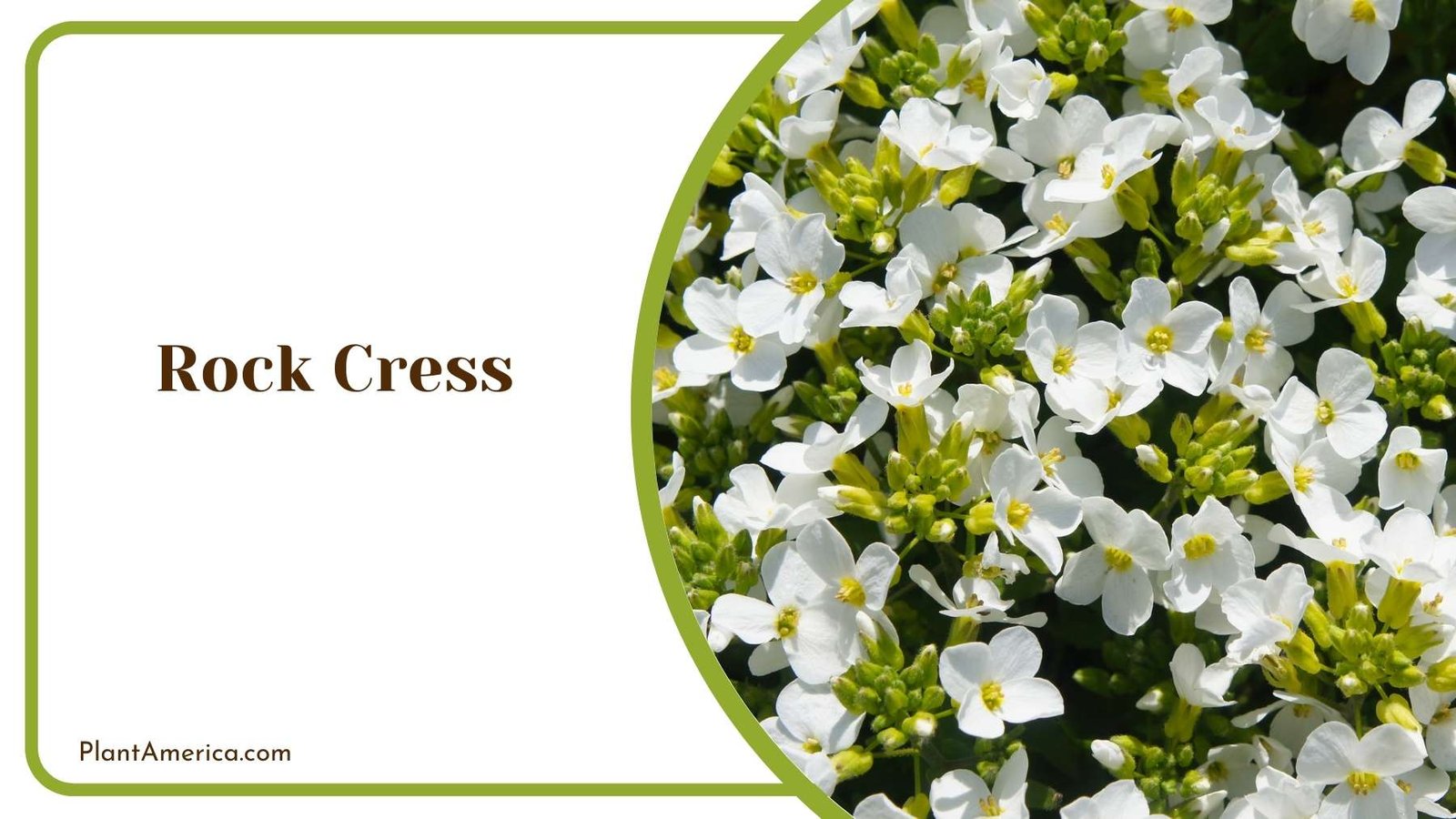Marvelous Rock Cress Plant Plant America Marvelous Rock Cress Plant Plant America