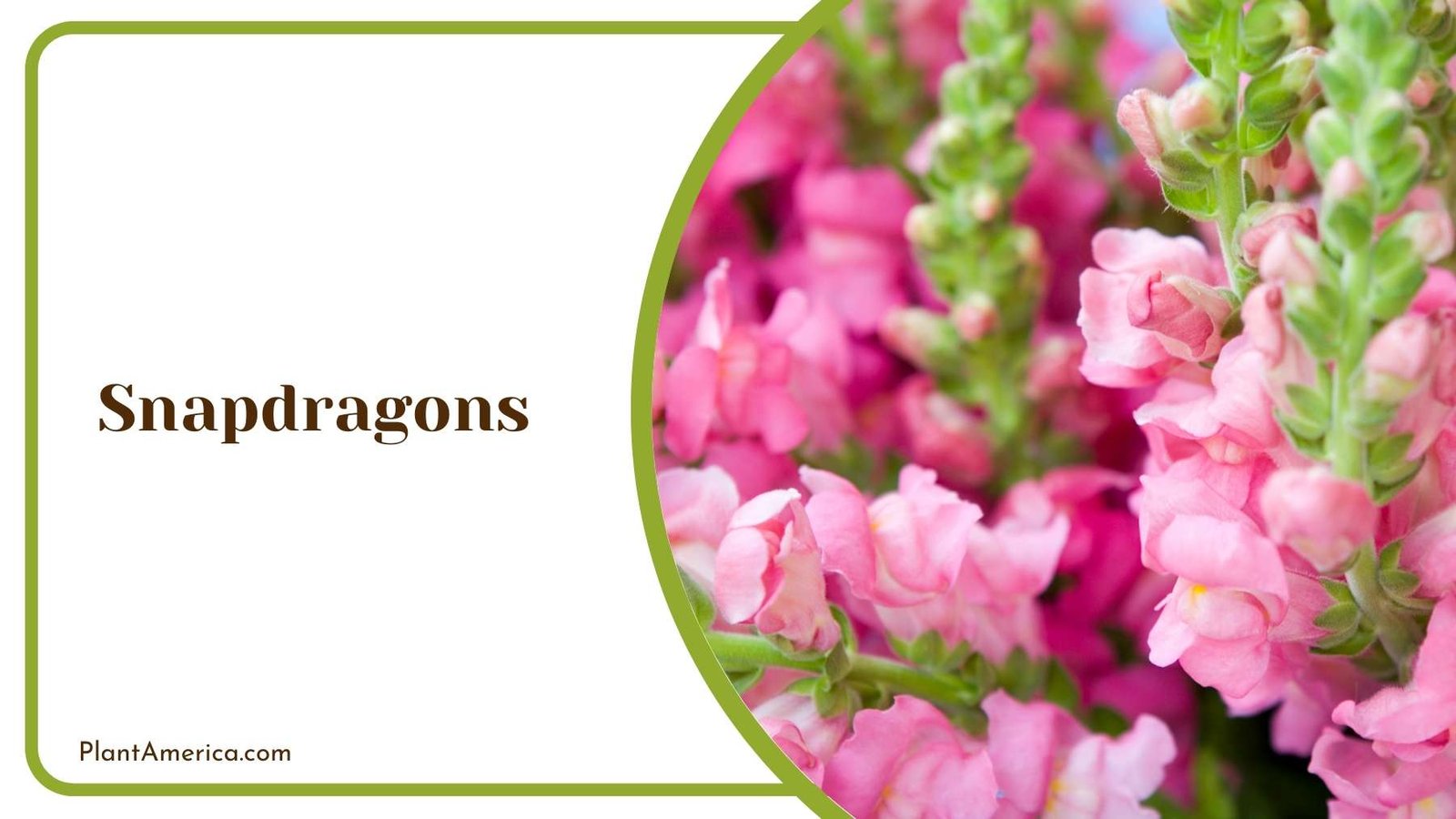 Marvelous Snapdragons Plant Plant America