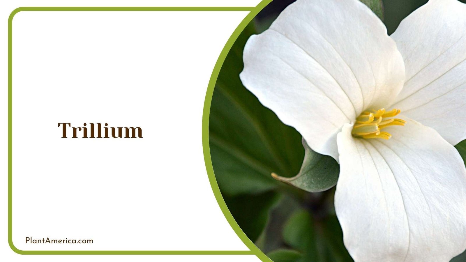 Marvelous Trillium Plant America