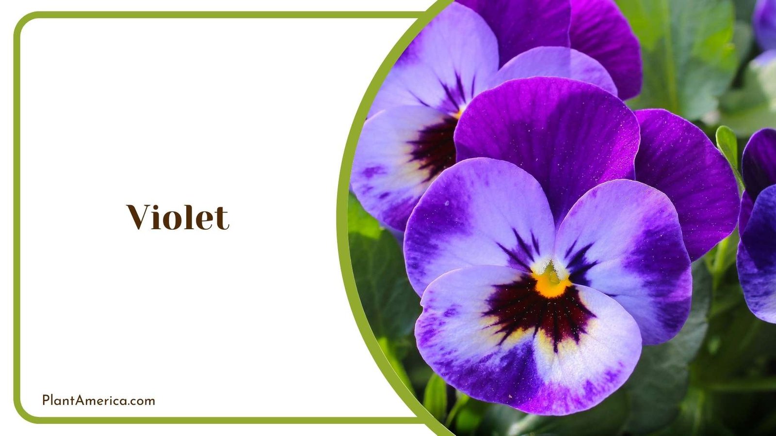 Marvelous Violet Plant Plant America Marvelous Violet Plant Plant America