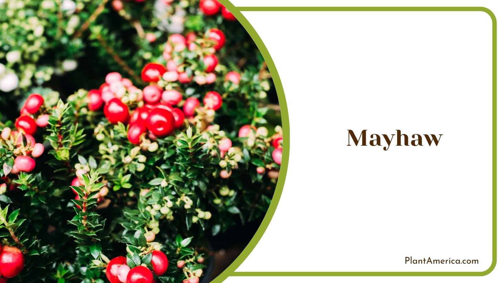 Mayhaw Plant Plant America