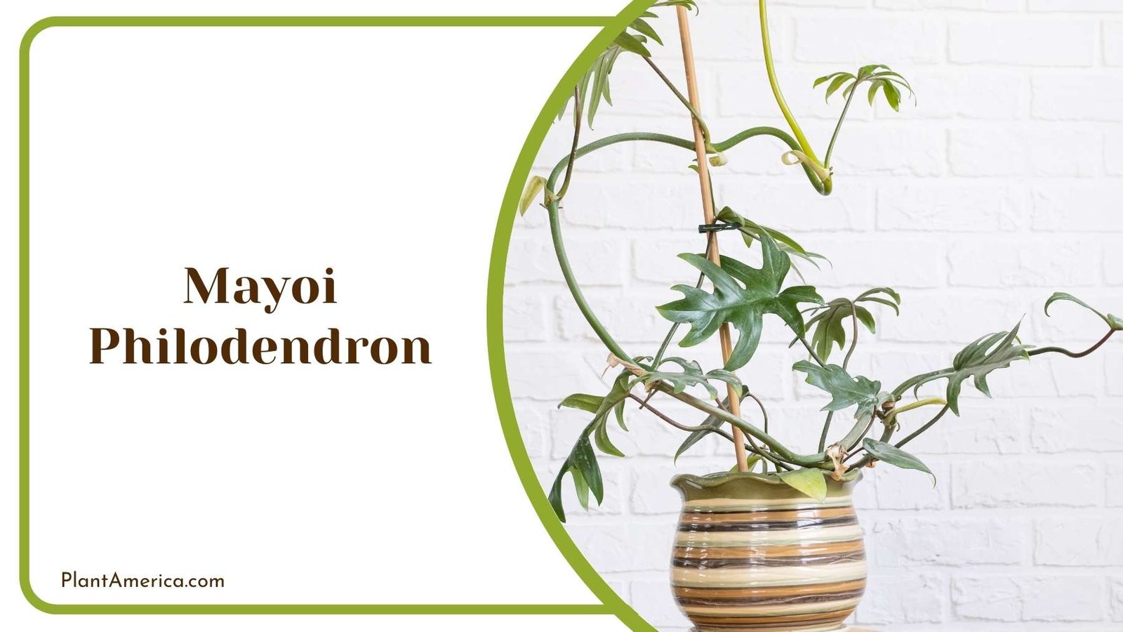 Mayoi Philodendron On a White Wall Plant America