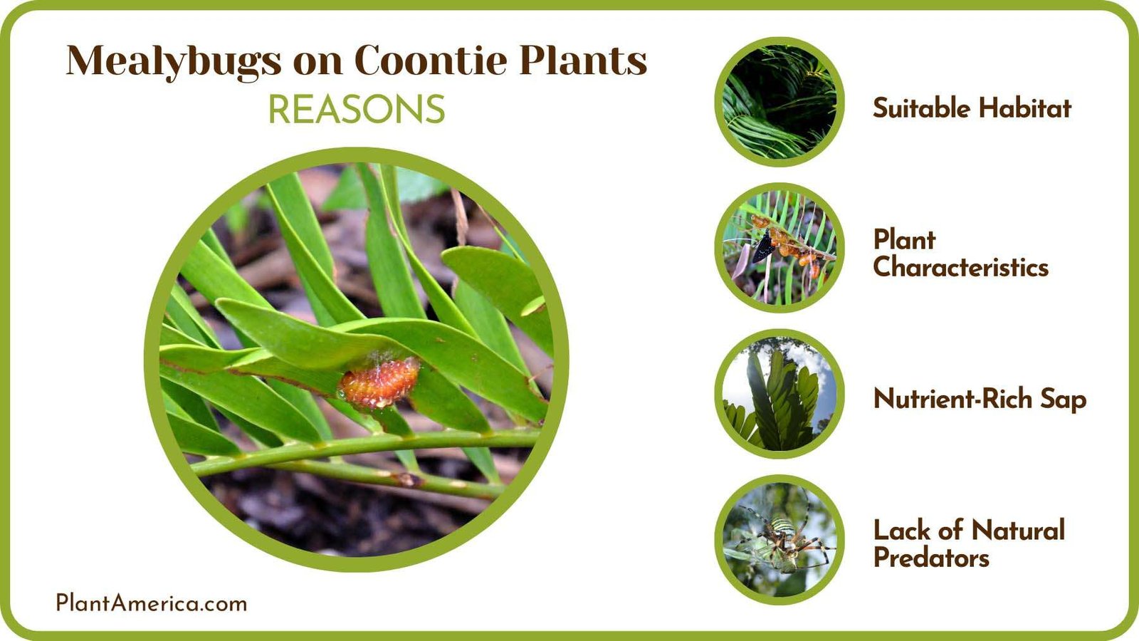 Mealybugs Problem on Coontie Plant America Mealybugs Problem on Coontie Plant America
