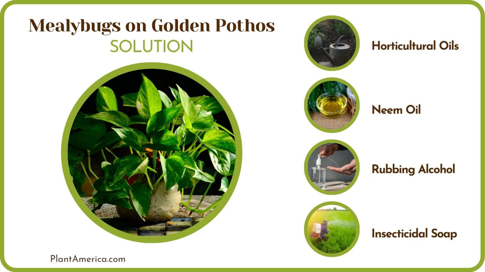 Mealybugs Solution on Pothos Plant America