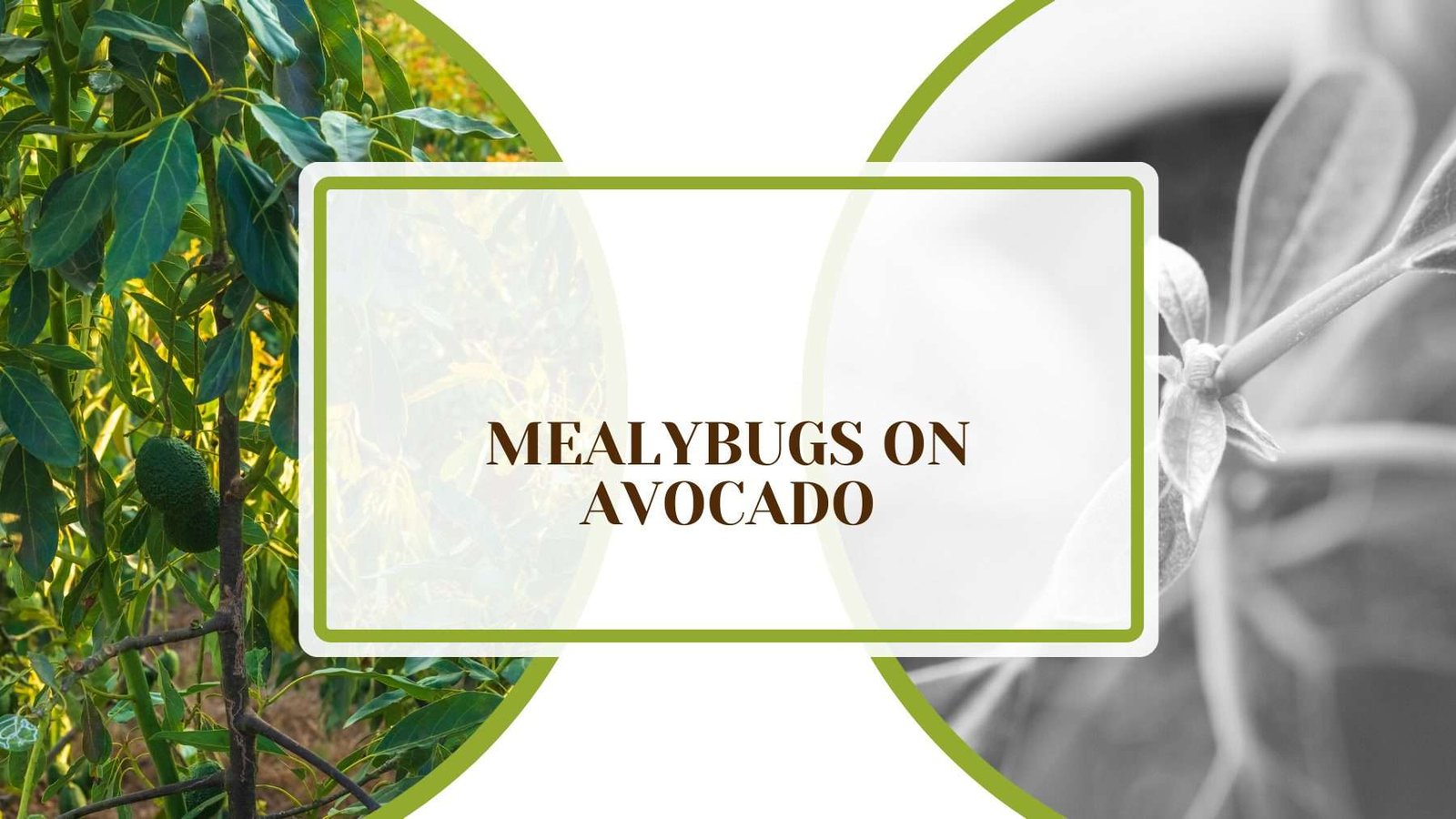 Mealybugs on Avocado Plant America Mealybugs on Avocado: Causes and Easy Prevention Strategies