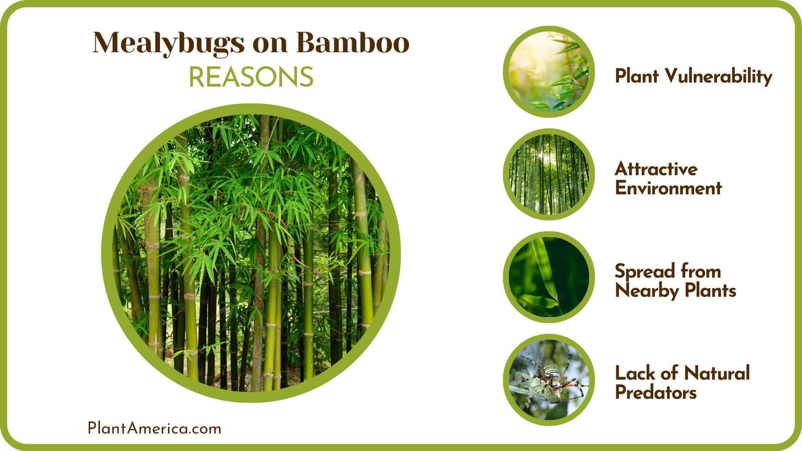 Mealybugs on Bamboo Problem Plantamerica
