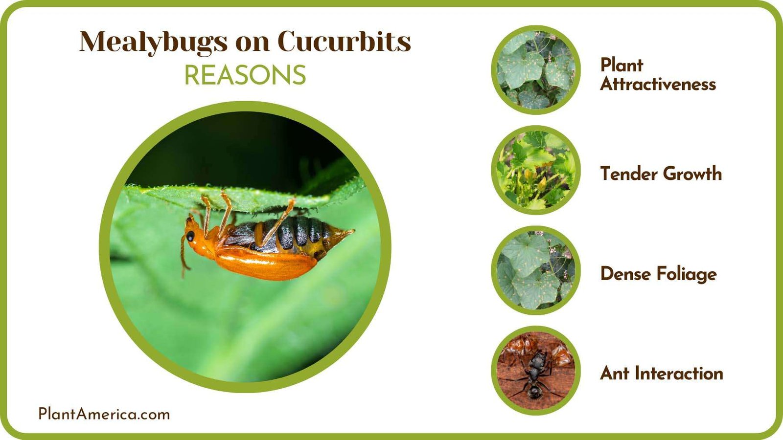 Mealybugs on Cucurbits Causes Plant America