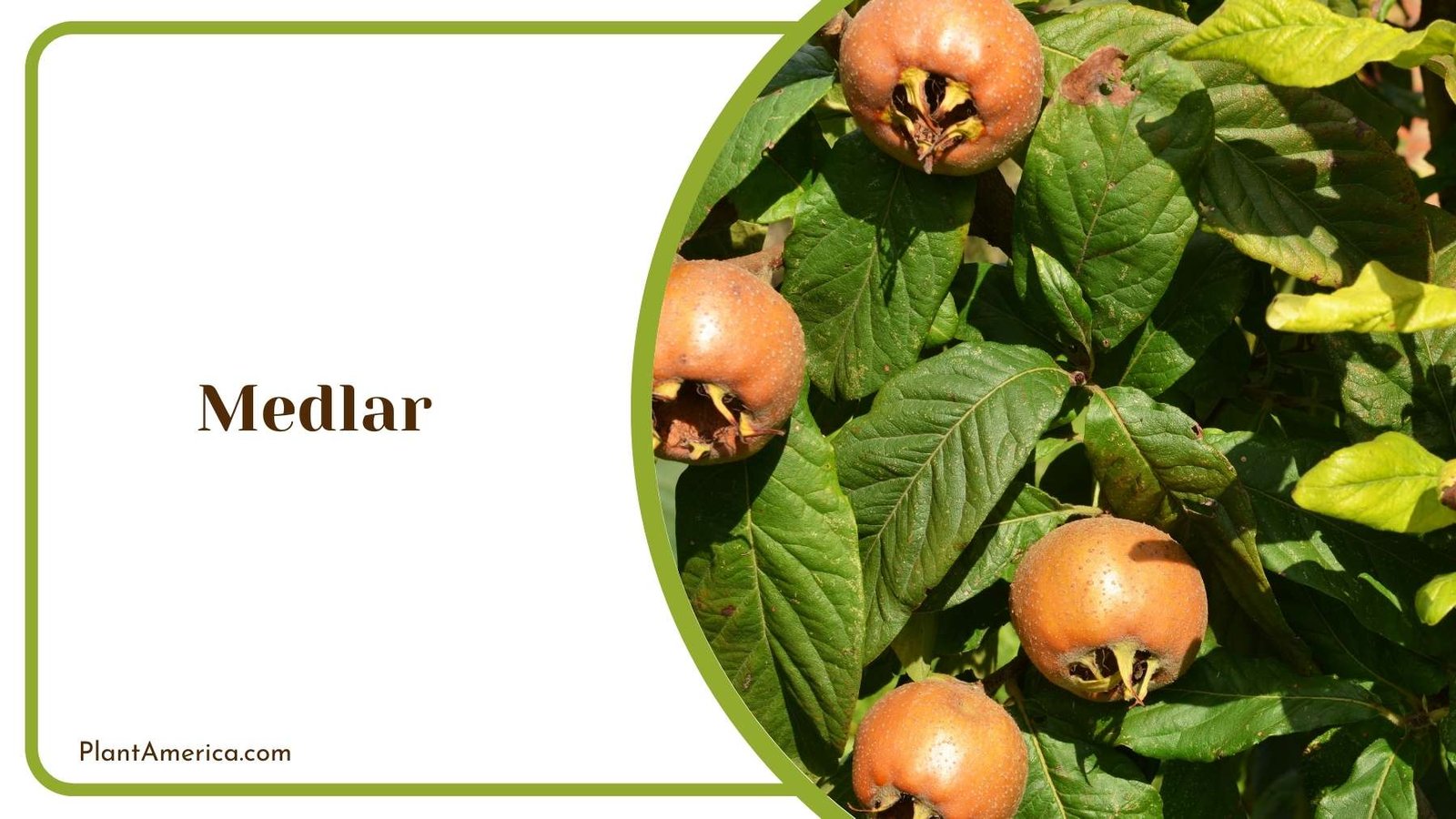 Medlar On a Tree Plant America